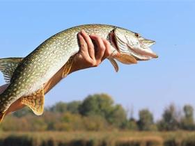 В Україні оновлено Правила промислового рибальства у внутрішніх водоймах