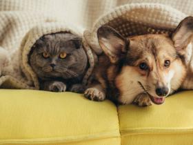 В Україні офіційно дозволили перебувати в укриттях із домашніми тваринами