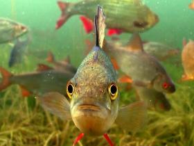 В Україні розпочато прийом заявок на компенсацію по зарибленню водойм