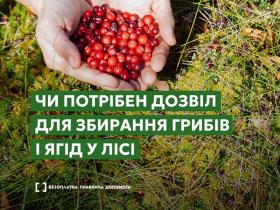 Чи потрібен дозвіл для збирання грибів і ягід у лісі