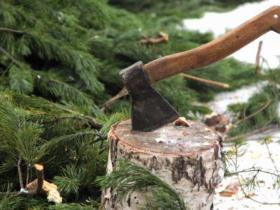 Час нагадати про новорічну ялинку: яка відповідальність передбачена за незаконно зрублене дерево?