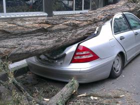 На прибудинковій території на автомобіль упало дерево: суд роз’яснив, хто має компенсувати збитки за пошкоджене майно
