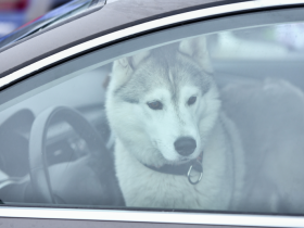 Жорстоке поводження з тваринами: яка відповідальність передбачена законом