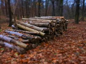 Збір та заготовка сушняка та дров у лісі: чи можна це робити самовільно та яка відповідальність за порушення?