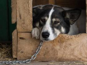 Із 1 березня 2026 року в Україні діють нові правила утримання домашніх тварин: що змінилося?