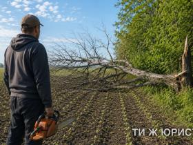 Щоб спиляти сухостій або прибрати чагарник, тепер потрібен дозвіл?