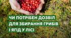 Чи потрібен дозвіл для збирання грибів і ягід у лісі