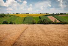 В Україні планують спростити оформлення прав на землю сільськогосподарського призначення