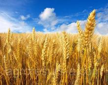 Цього року Україна отримає найменшу кількість продовольчого зерна за 10 останніх років -  агроексперт
