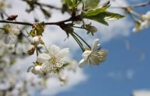 Як позначиться аномальне квітневе тепло в Україні на цьогорічному врожаю: відповідь експерта