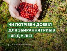 Чи потрібен дозвіл для збирання грибів і ягід у лісі