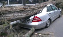 На прибудинковій території на автомобіль упало дерево: суд роз’яснив, хто має компенсувати збитки за пошкоджене майно