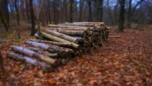 Збір та заготовка сушняка та дров у лісі: чи можна це робити самовільно та яка відповідальність за порушення?