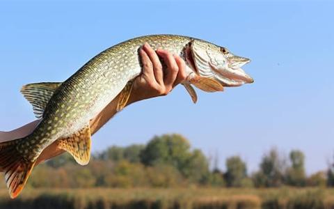 В Україні оновлено Правила промислового рибальства у внутрішніх водоймах