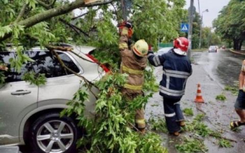 Чоловік стягнув з міської ради понад чверть мільйона гривень за гілку, яка впала на його авто