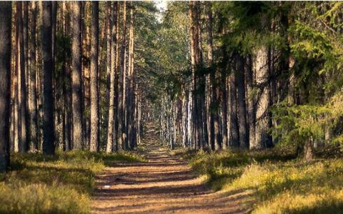 Земельні ділянки лісогосподарського призначення: способи захисту, обчислення строку позовної давності