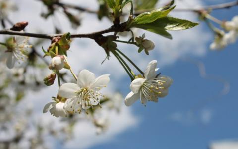 Як позначиться аномальне квітневе тепло в Україні на цьогорічному врожаю: відповідь експерта