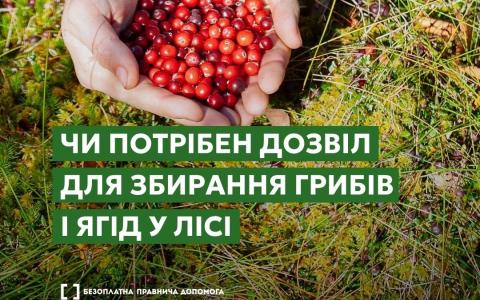 Чи потрібен дозвіл для збирання грибів і ягід у лісі