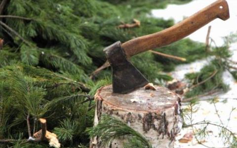Час нагадати про новорічну ялинку: яка відповідальність передбачена за незаконно зрублене дерево?