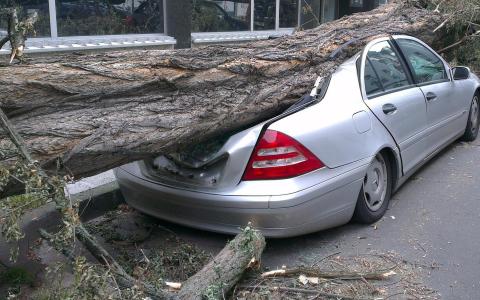 На прибудинковій території на автомобіль упало дерево: суд роз’яснив, хто має компенсувати збитки за пошкоджене майно