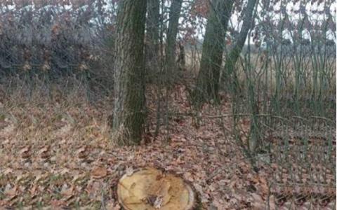 Десятирічний сусідський булінг: драма на Кролевеччині