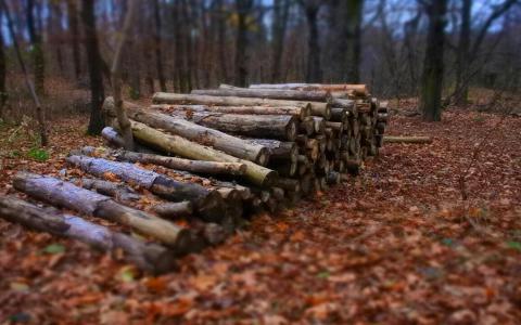 Збір та заготовка сушняка та дров у лісі: чи можна це робити самовільно та яка відповідальність за порушення?