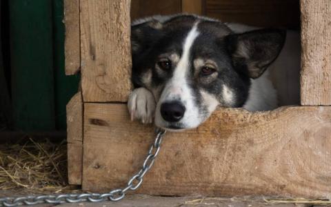 Із 1 березня 2026 року в Україні діють нові правила утримання домашніх тварин: що змінилося?