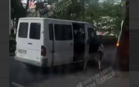 В Одесі представники ТЦК викрали собаку та травмували її: поліція розпочала кримінальне провадження