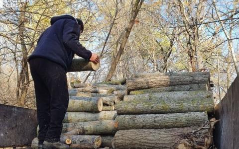 За збір дров у лісах в деяких випадках може загрожувати штраф або навіть кримінальна відповідальність